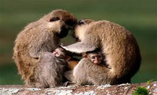 VARVET MONKEYS